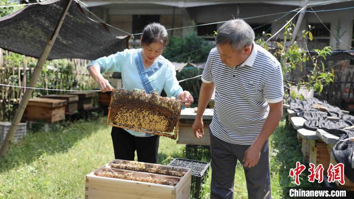 最新养蜜蜂技术实践分享